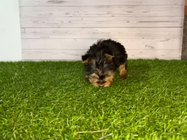 Yorkshire Terrier perros en venta: Yorkshire Toy   en Granada - Video 2