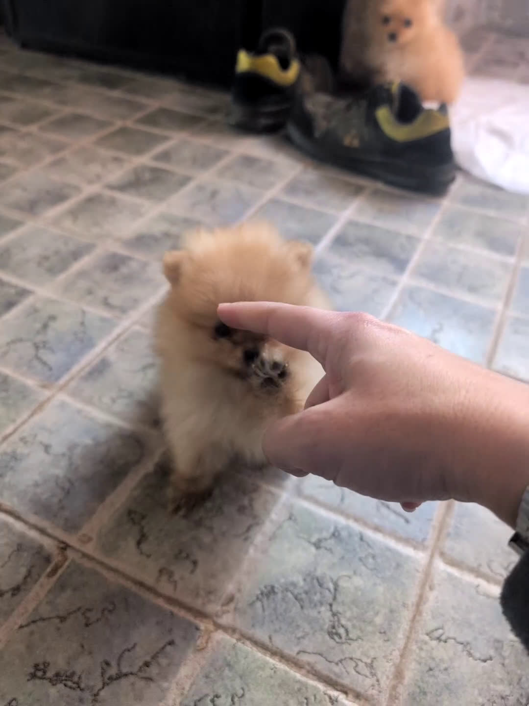 Spitz pequeño - Kleinspitz perros en venta: Kleinspitz pomerania  - Video 1