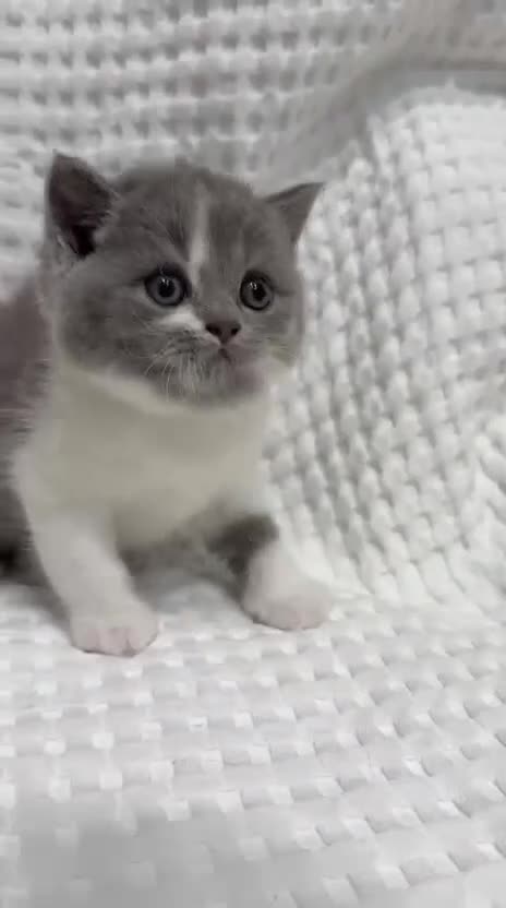Británico de Pelo Corto Azul gatos en venta: Exclusivos gatitos British Shorthair Blue y Lilac  - Video 4