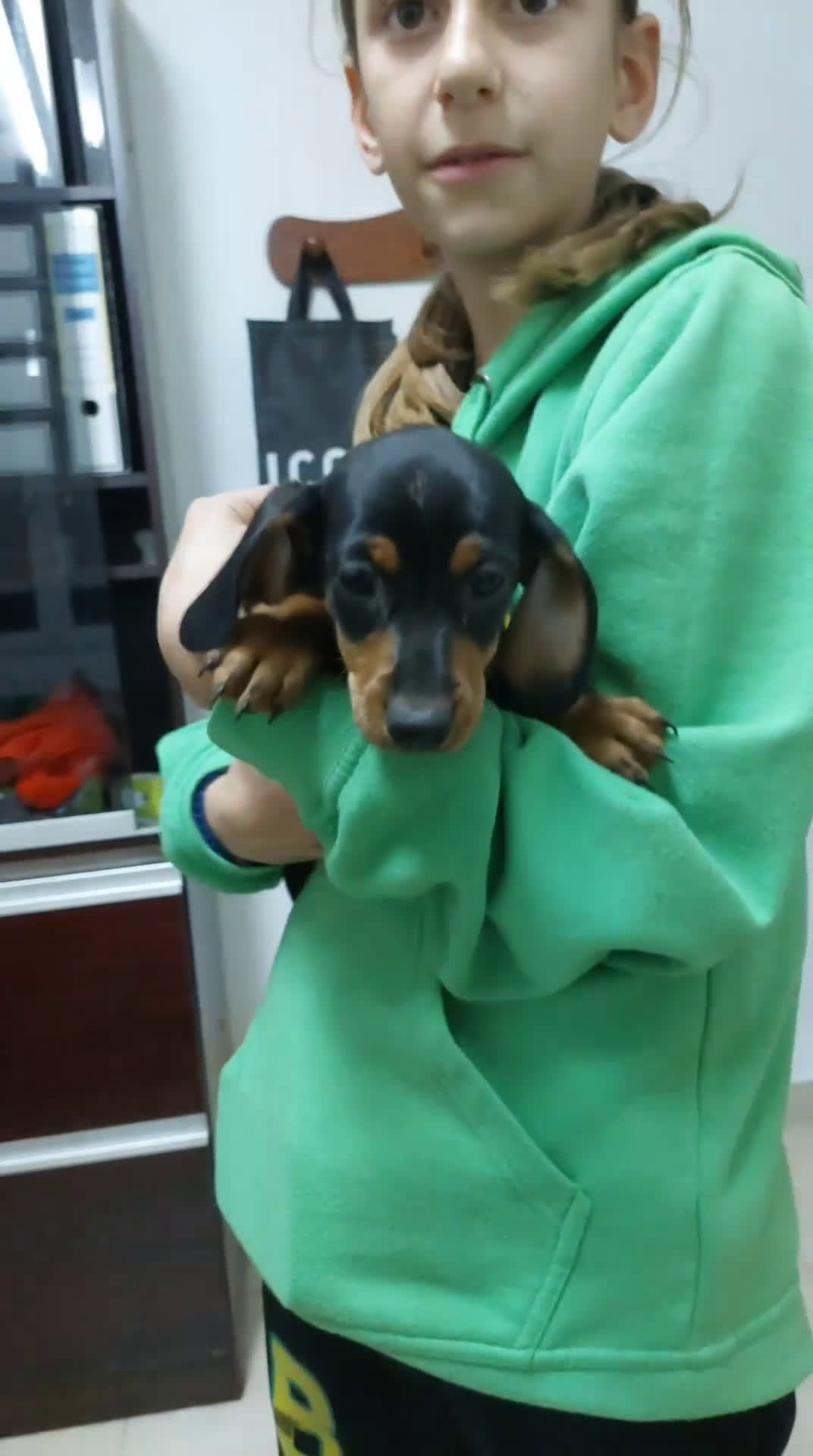 Teckel Miniatura perros en venta: Hembrita de teckel miniatura - Video 1