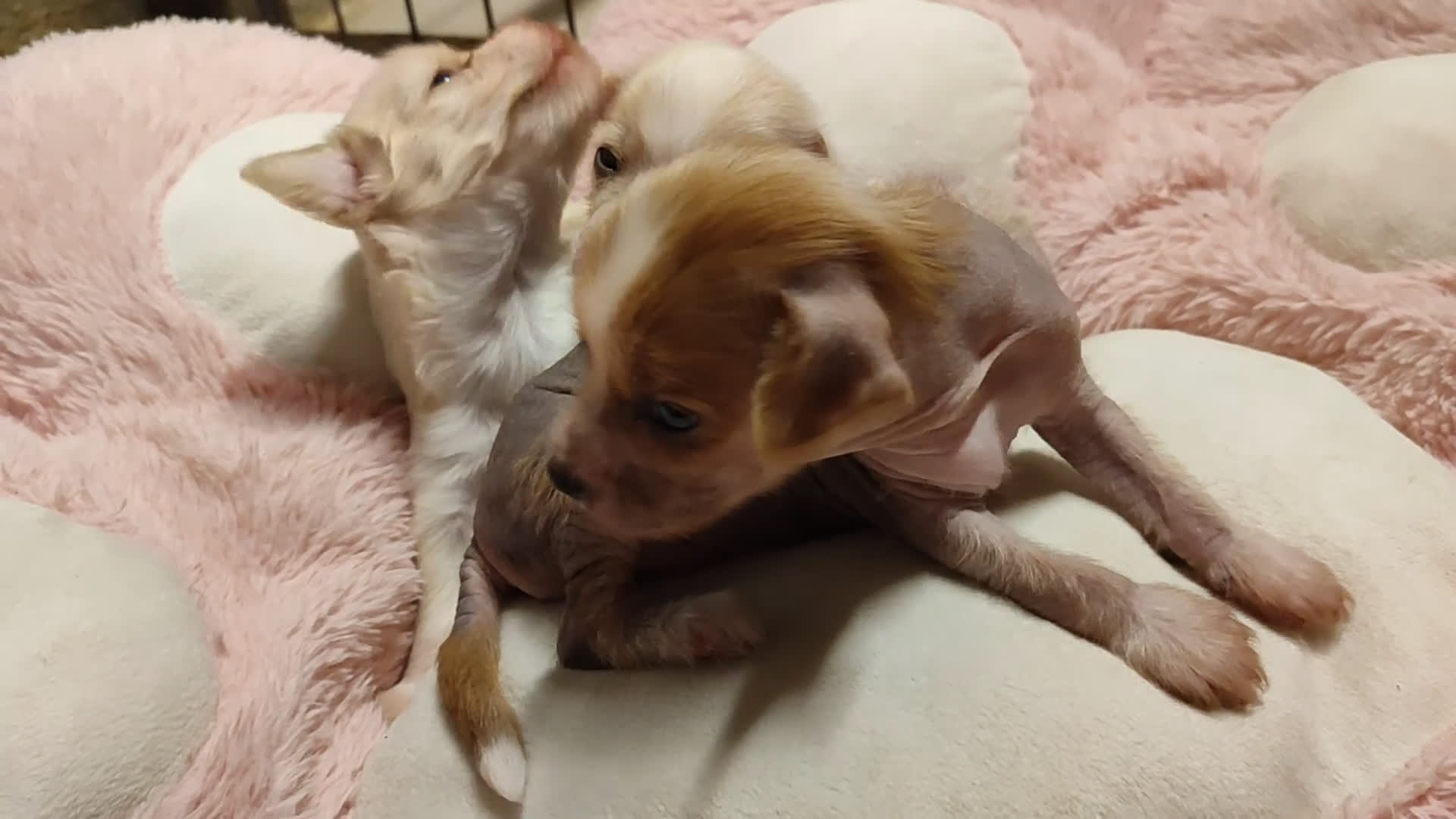 Perro Crestado Chino perros en venta: Crestado chino hairless - Video 3