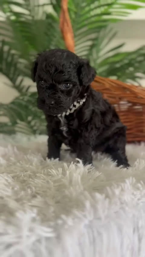 Caniche Toy perros en venta: CANICHE TOY MACHO - Video 1