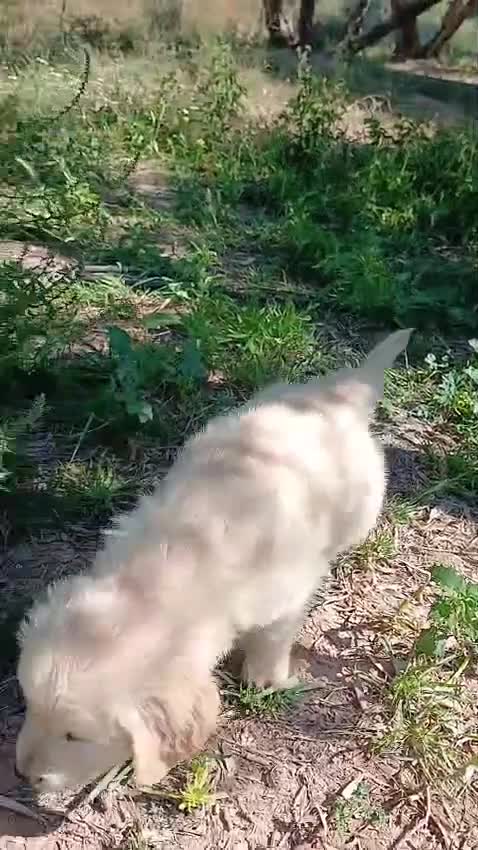 Golden Retriever perros en venta: GOLDEN RETRIEVER  - Video 1