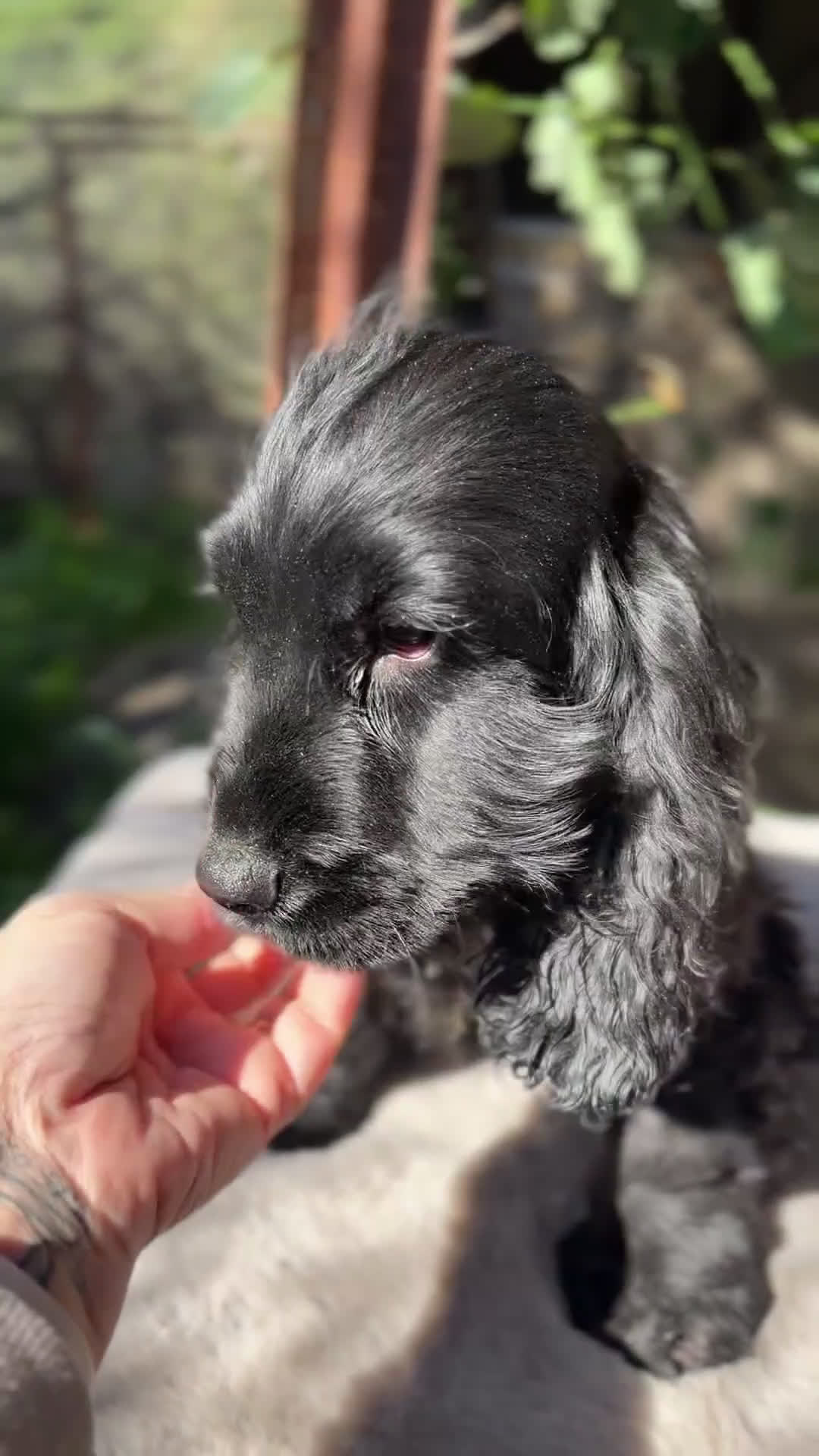 Cocker Spaniel Inglés perros en venta: Cocker negro macho  - Video 1