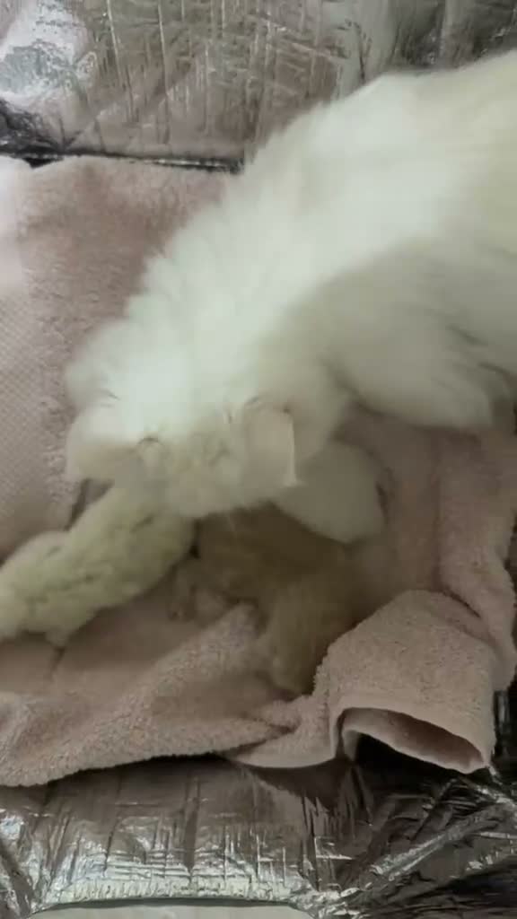 Persa gatos en venta: Gatos persas  - Video 2