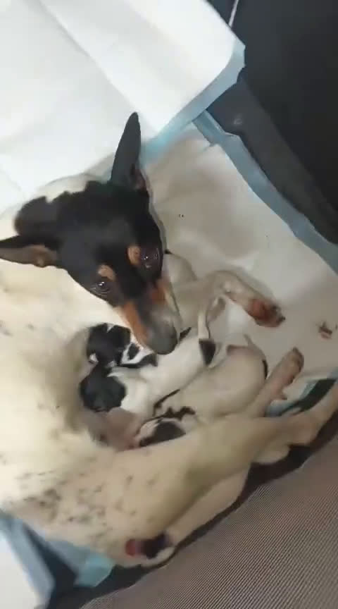 Caniche Toy perros en venta: Espectacular caniche apricot macho - Video 1