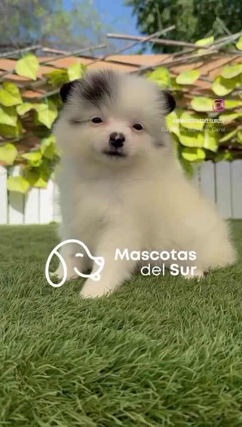 Pomerania perros en venta: POMERANIA BLANCA HEMBRA  - Video 1