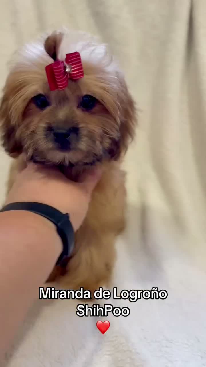 Shihpoo perros en venta: Soy Miranda una ShihPoo Divina!!  - Video 1