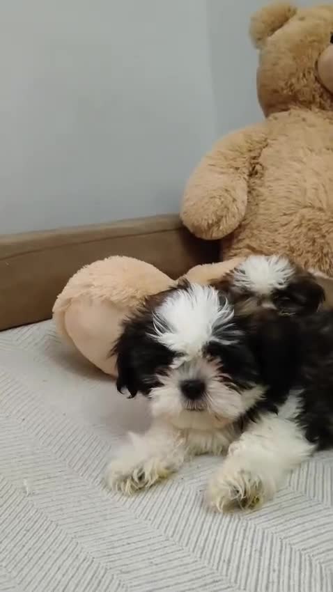 Shih Tzu perros en venta: Shih Tzu  - Video 1