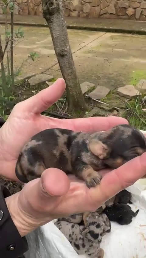 Teckel Miniatura perros en venta: Teckel miniatura y teckel kaninchen  - Video 2