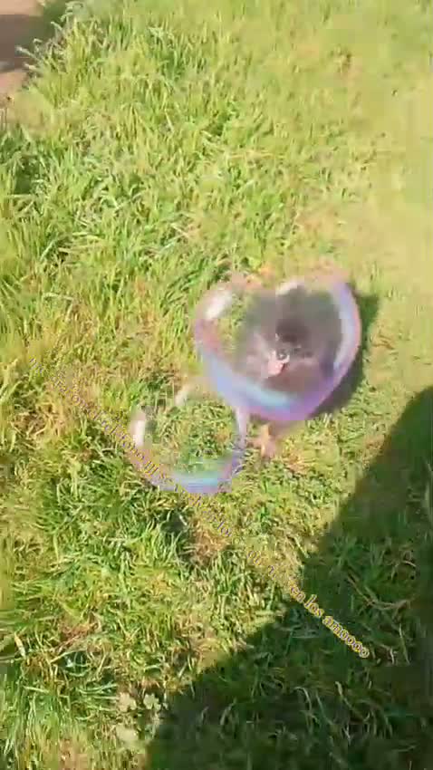 Pomerania perros en venta: Dos pomerania hembras - Video 1
