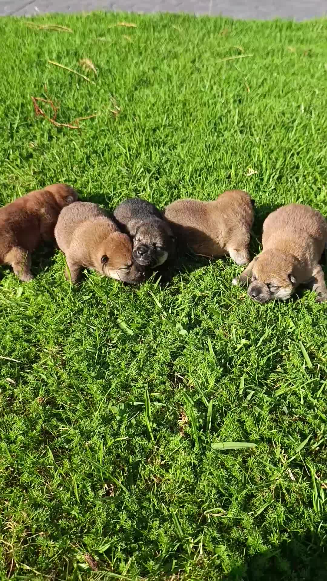 Shiba Inu perros en venta: SHIBA INU EN PONTEVEDRA - Video 1