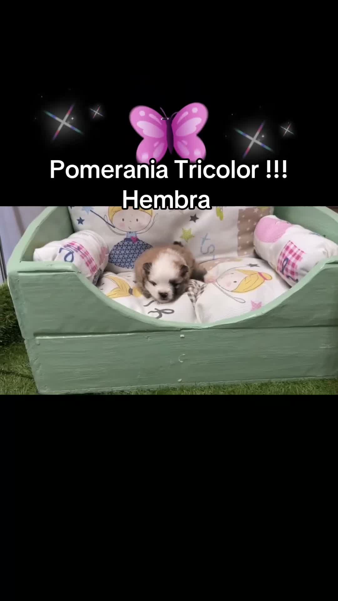 Pomerania perros en venta: Pomeranias toy muy bonitos !!! - Video 1