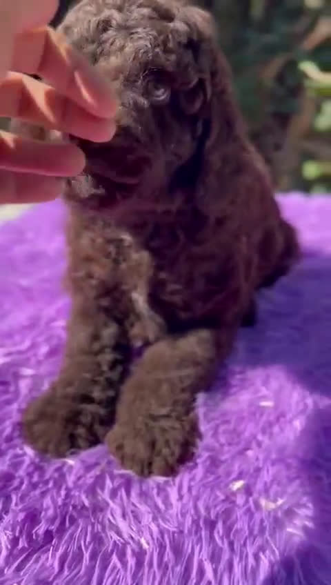 Perro de Agua Español perros en venta: Pdae chocolate  - Video 1