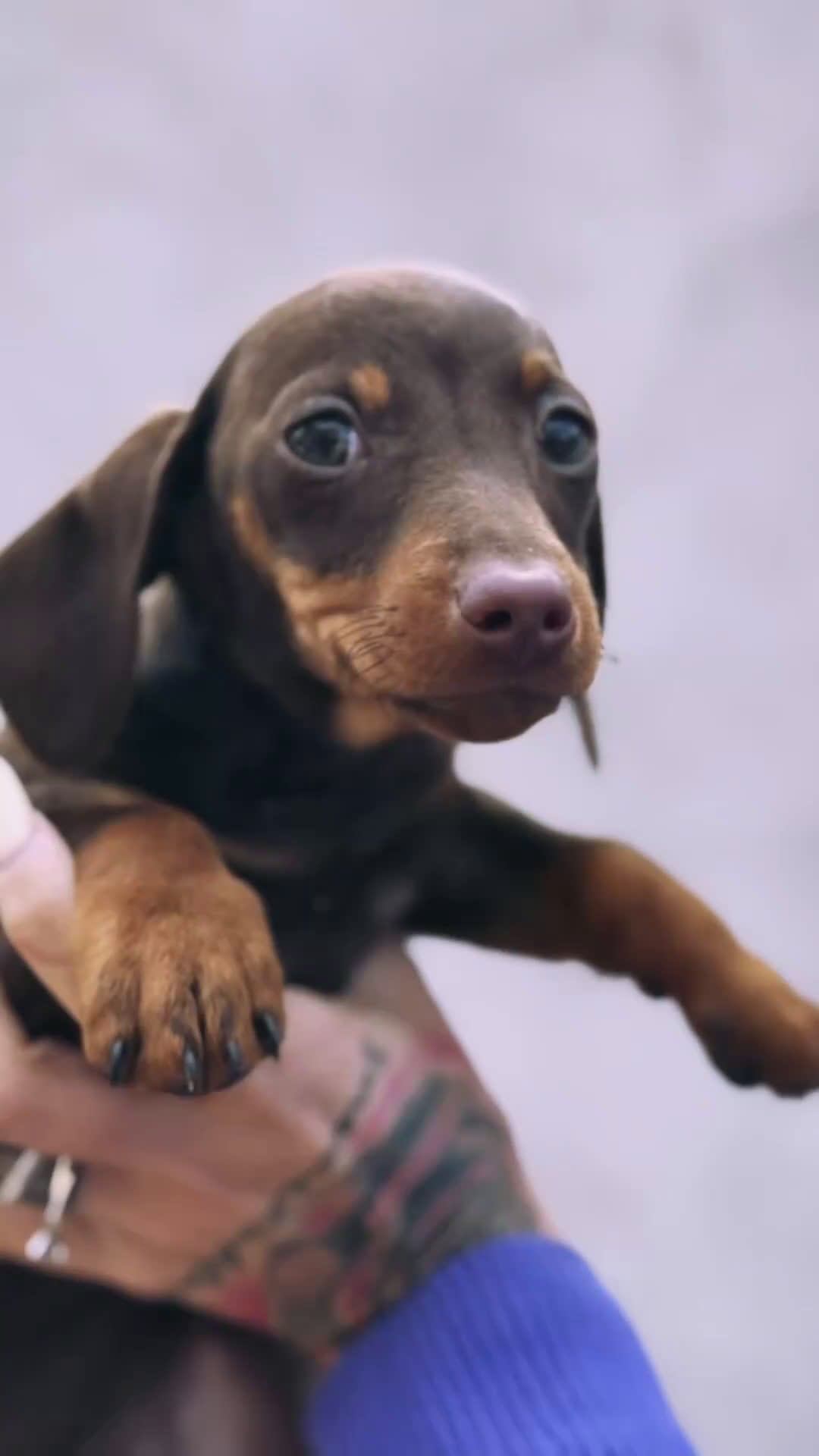 Teckel Miniatura perros en venta: Teckel mini en Illes Balears - Video 2