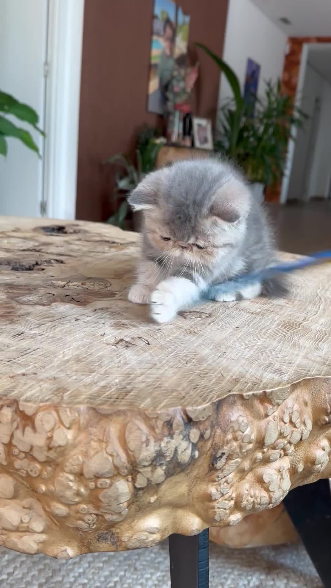 Exótico de Pelo Corto gatos en venta: Exótica hembra Azul Crema  - Video 1