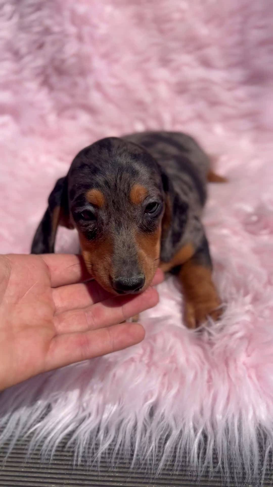 Teckel Miniatura perros en venta: TECKEL miniatura hembra  - Video 1