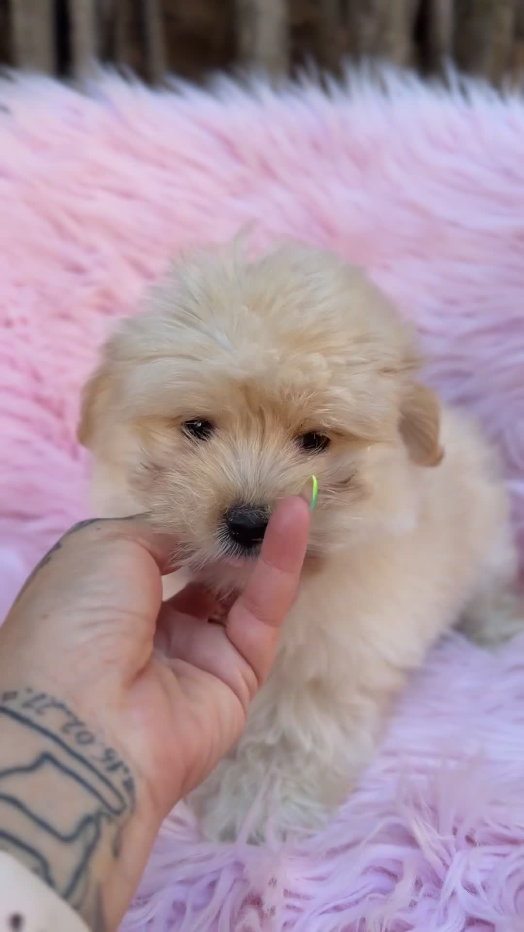 Maltipoo perros en venta: Maltipoo Toy  - Video 1