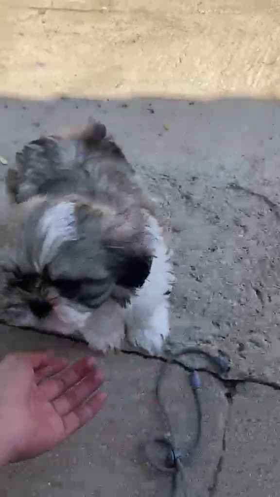 Shih Tzu perros en venta: 🐶 Preciosos cachorros machos Shi tzu - Video 2