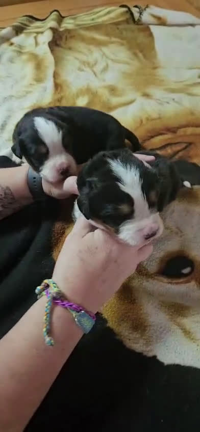 Boyero de Berna perros en venta: Boyeros de Berna bebes preciosos  - Video 2