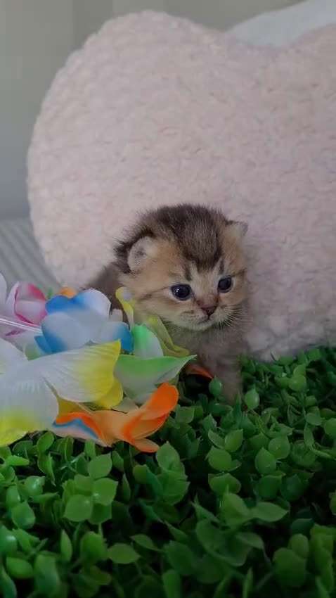 Británico de Pelo Corto gatos en venta: Brithis Golden gatitos disponibles  - Video 1