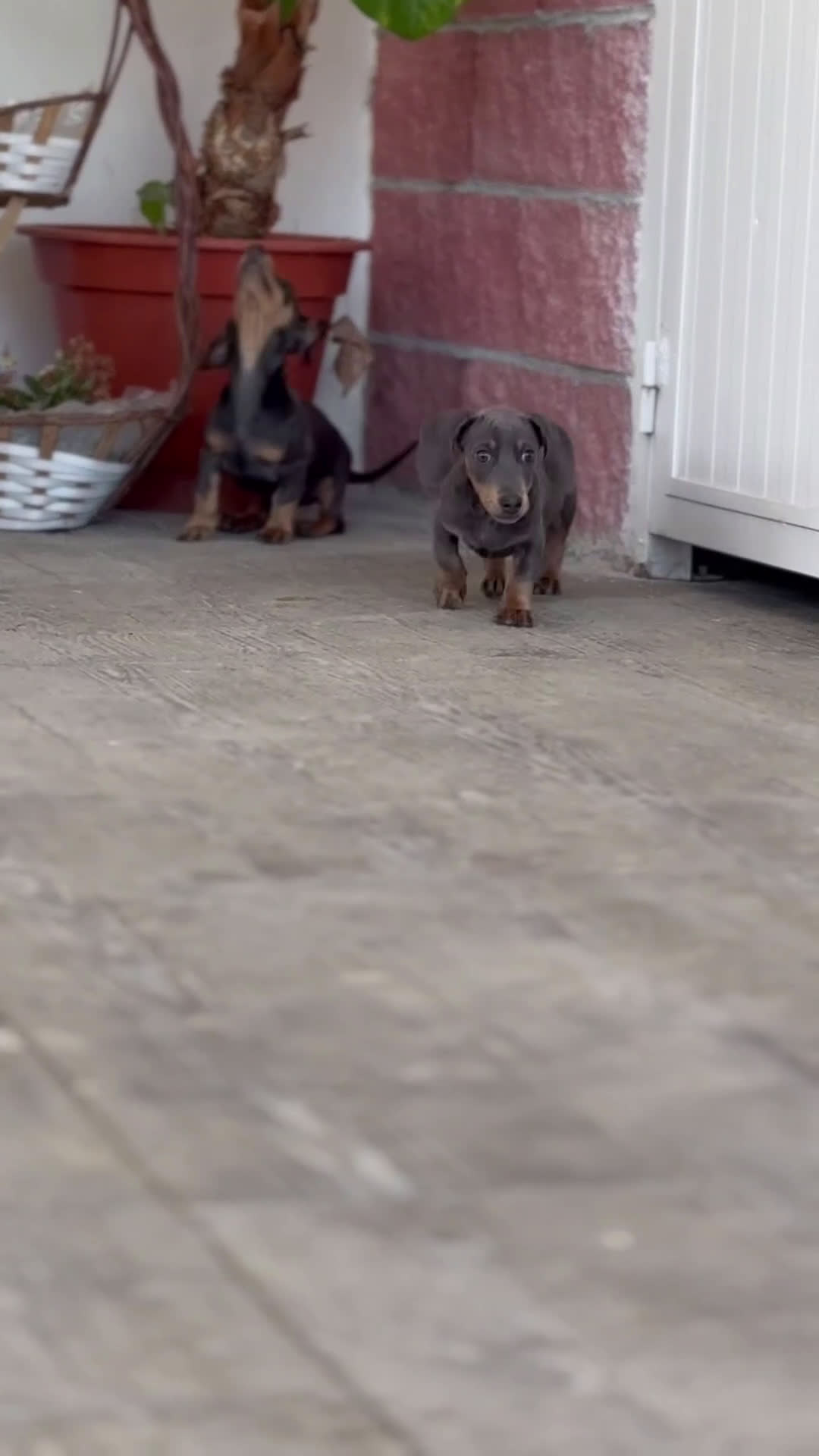 Teckel Miniatura perros en venta: 🌙 Tiko y Munchi – Elegancia en tonos silver 🐾 - Video 1
