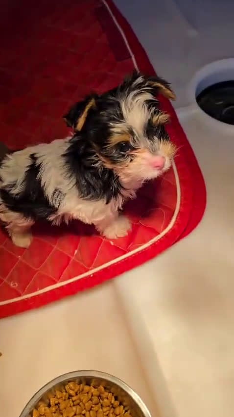 Biewer Yorkshire Terrier a la Pom Pon perros en venta: Yorkshire biewer - Video 1
