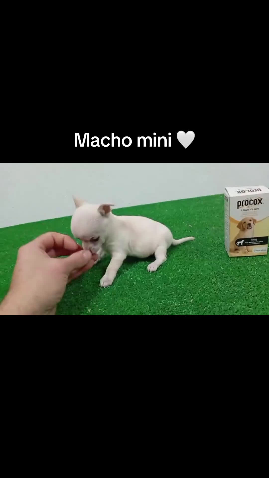 Chihuahua perros en venta: Macho mini blanco - Video 1