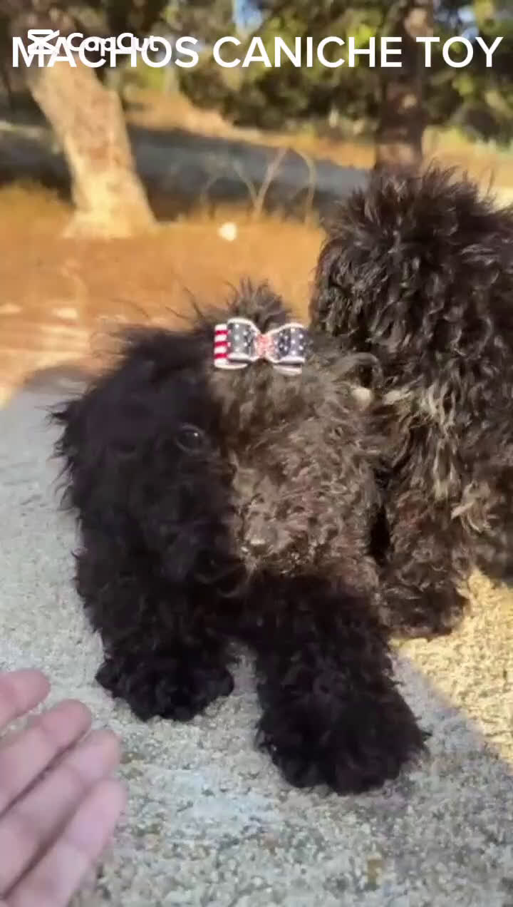 Caniche Toy perros en venta: MACHOS CANICHE TOY  - Video 1