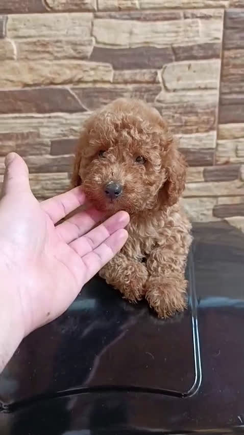 Caniche Toy perros en venta: Caniche toy - Video 1