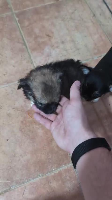 Chihuahua perros en venta: Camada Sopa Chihuahua  - Video 2
