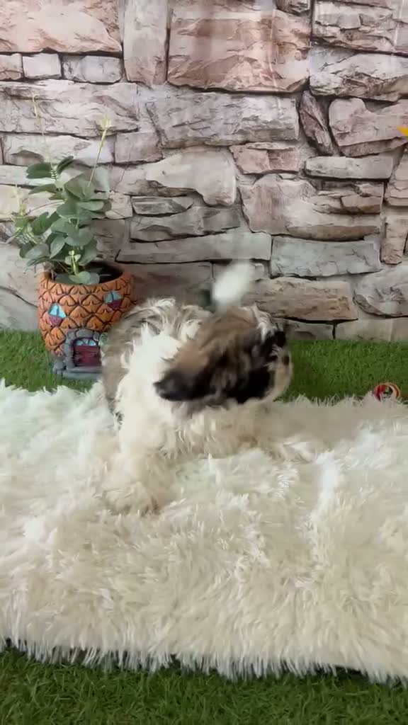 Shih Tzu perros en venta: HERMOSOS CACHORROS SHIH TZU - Video 2