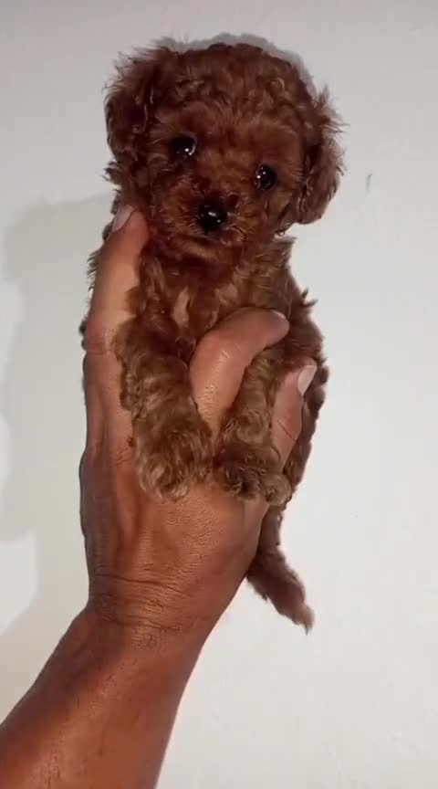 Caniche Toy perros en venta: Cachorros de caniche - Video 1
