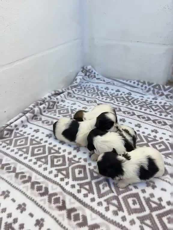 Shih Tzu perros en venta: Shih Tzu - Video 5