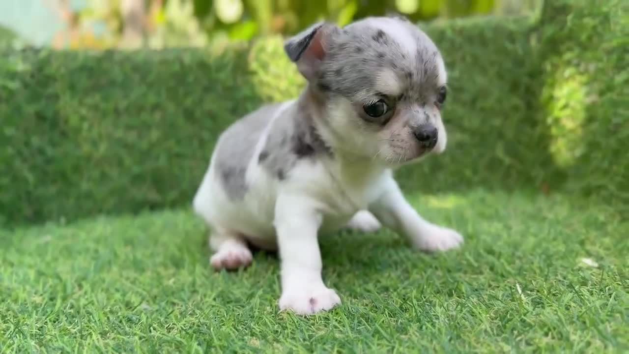 Chihuahua perros en venta: CHIHUAHUAS - Video 3