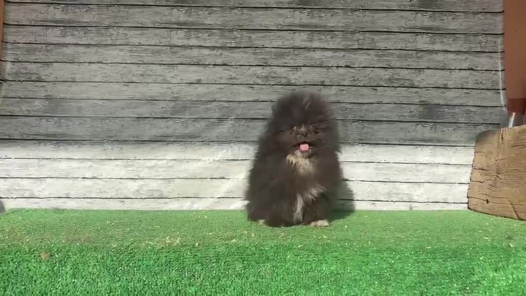 Pomerania perros en venta: Pomerania macho toy - Video 1