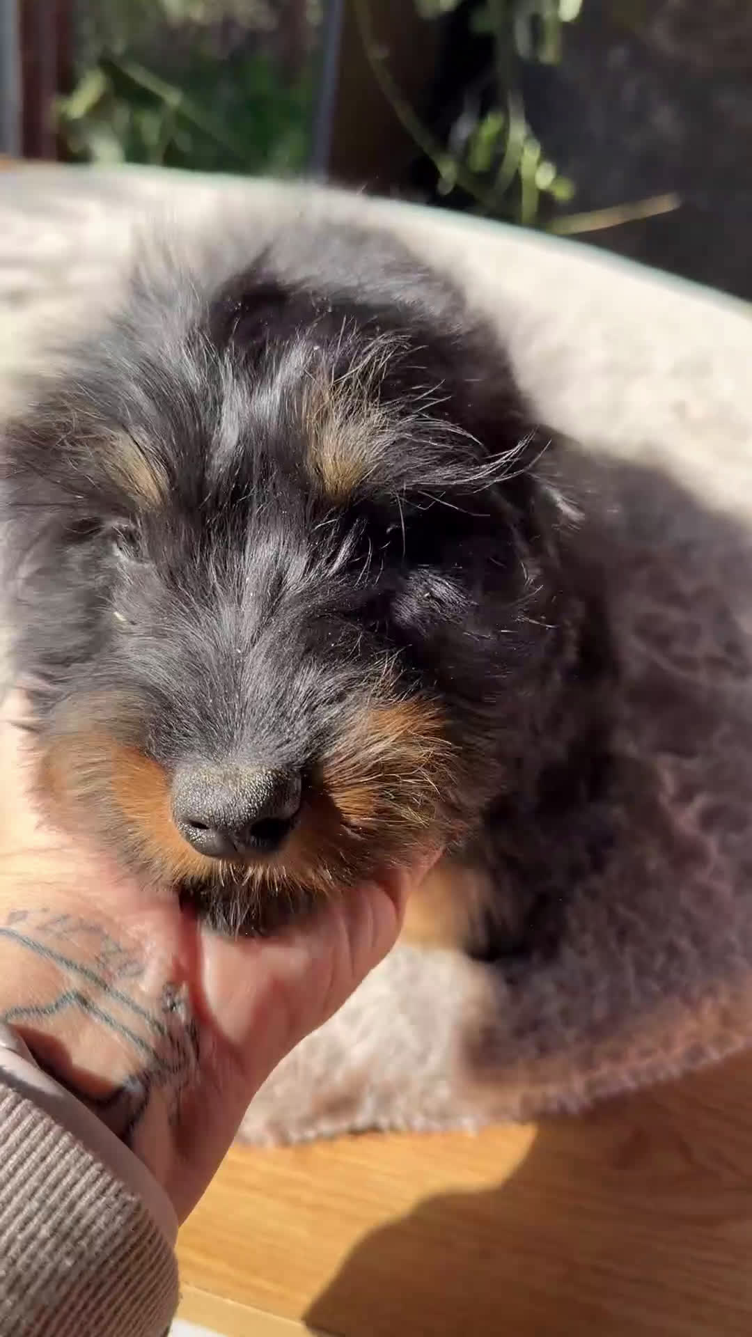 Teckel Miniatura perros en venta: Teckel pelo largo  - Video 1