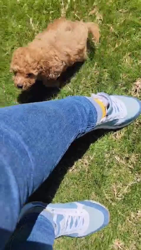 Caniche Toy perros en venta: Caniche toy  - Video 2