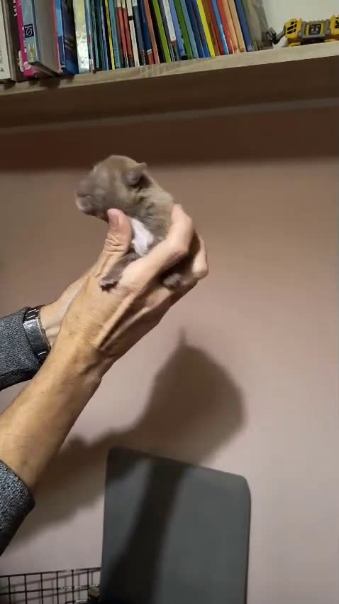 American Bully perros en venta: American bully exotic  - Video 1