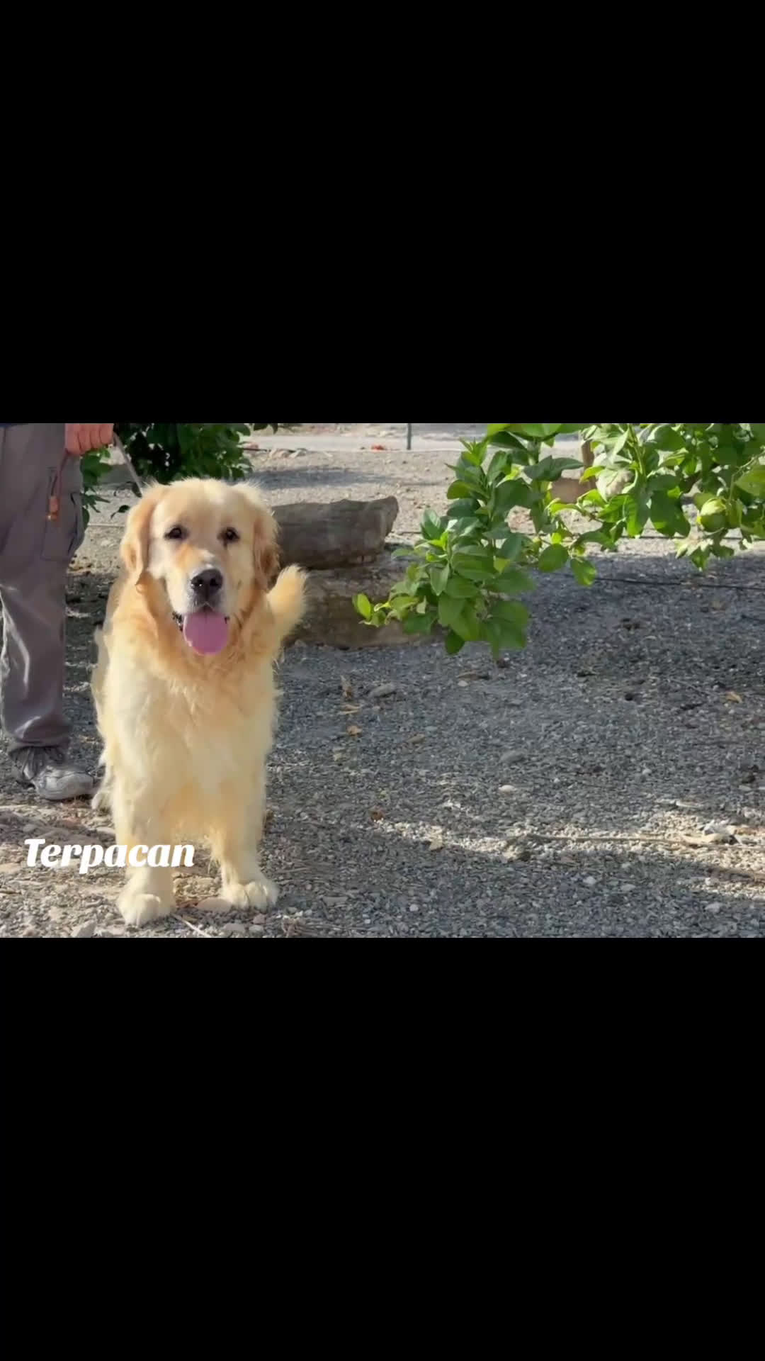 Golden Retriever perros en venta: Cachorro de Golden Retriever  - Video 3