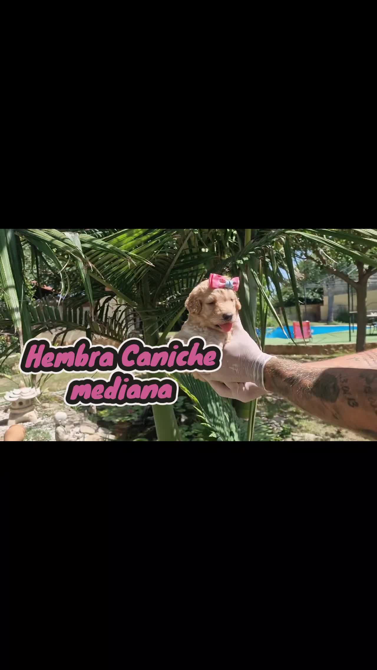 Caniche Mediano perros en venta: Caniches medianos! Macho y hembritas💖🐾 - Video 3