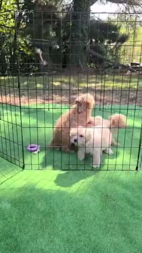 Maltipoo perros en venta: Preciosos cachorros Maltipoo en Lugo - Video 1