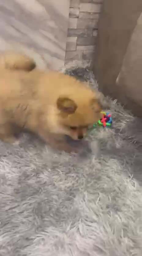 Pomerania perros en venta: Pomerania Toy super peludos muy buena morfología  - Video 1