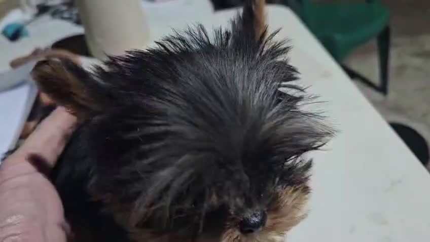 Yorkshire Terrier perros en venta: Yorksire toy - Video 1
