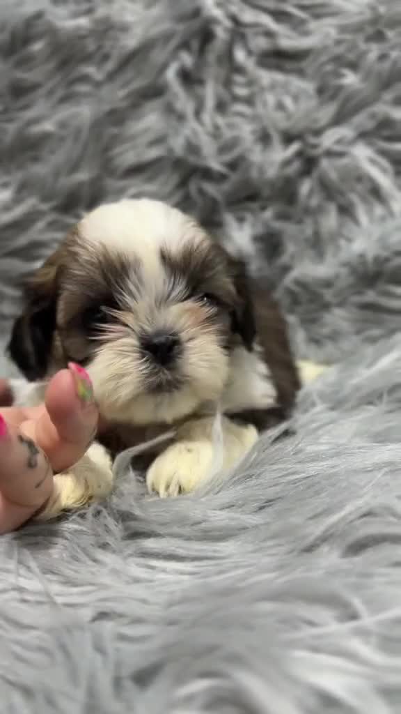Shih Tzu perros en venta: SHIH TZU MACHOS DISPONIBLES - Video 1