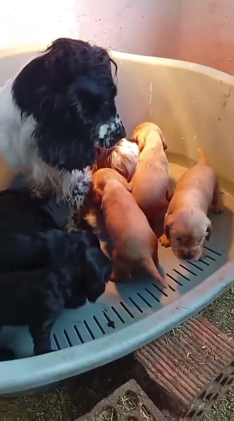 Cocker Spaniel Inglés perros en venta: Cocker Spaniel ingles  - Video 1