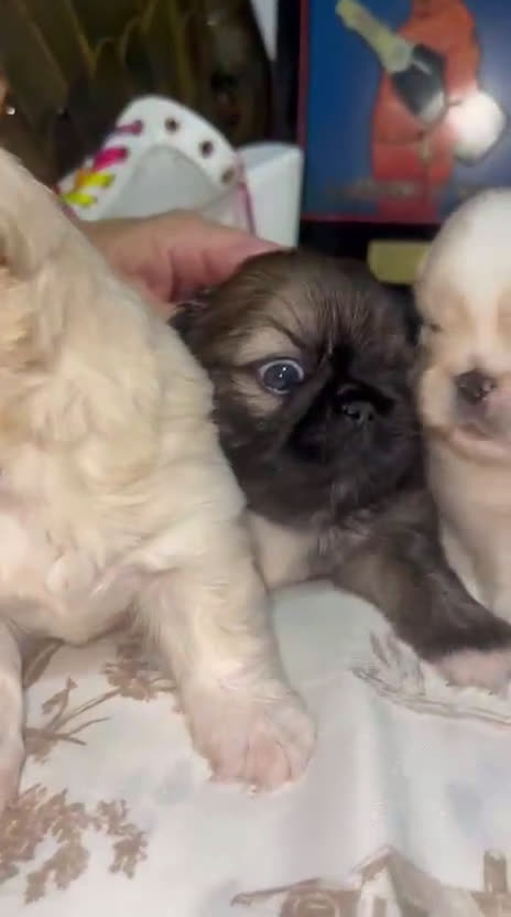 Pekinés perros en venta: Últimos bebitas de pequinezas  - Video 1