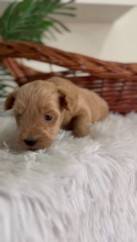 Maltipoo perros en venta: MALTIPOO - Video 1