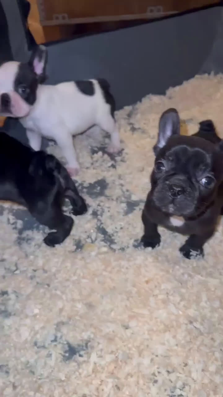 Bulldog Francés perros en venta: Hembras bulldog francés negra muy buena morfologia - Video 2