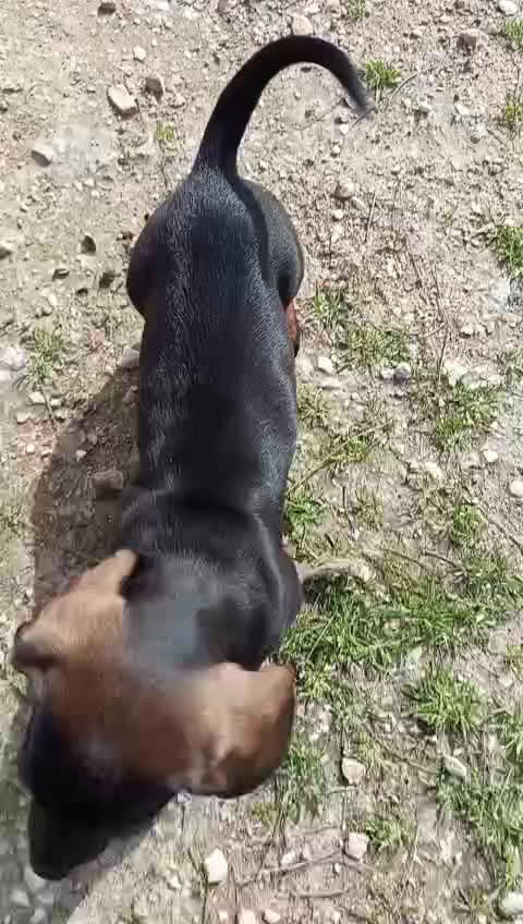 Teckel Miniatura perros en venta: Precioso cachorro teckel - Video 2